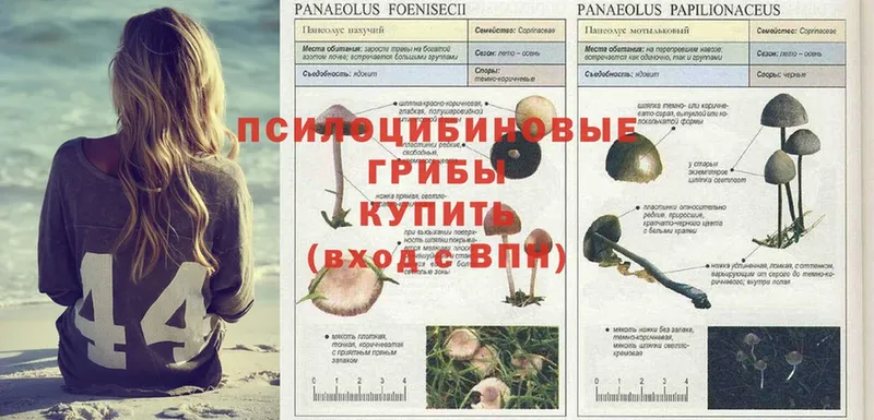 магазин  наркотиков  Велиж  Галлюциногенные грибы Psilocybe 